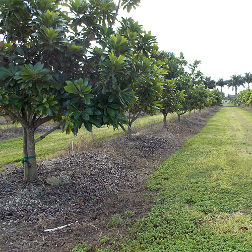 Young Mamey Trees